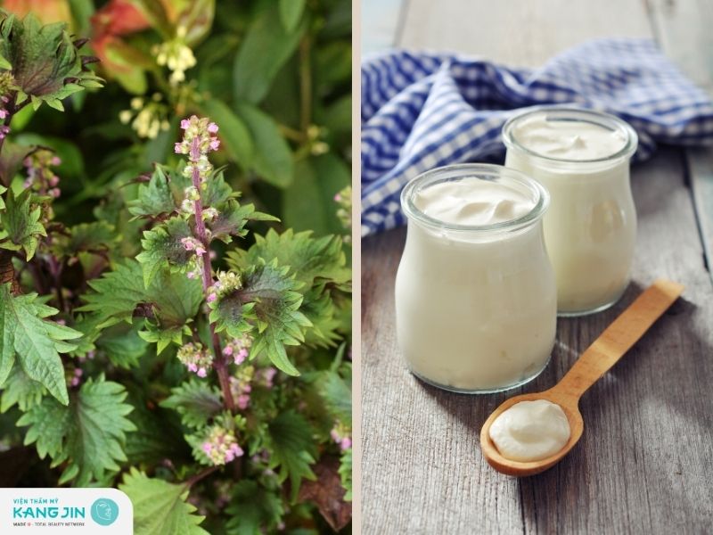 Trị nám bằng lá tía tô và sữa chua giúp mờ thâm, nám, tàn nhang