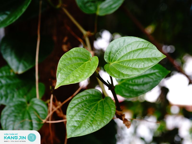 Cách trị nám sau sinh bằng lá trầu không