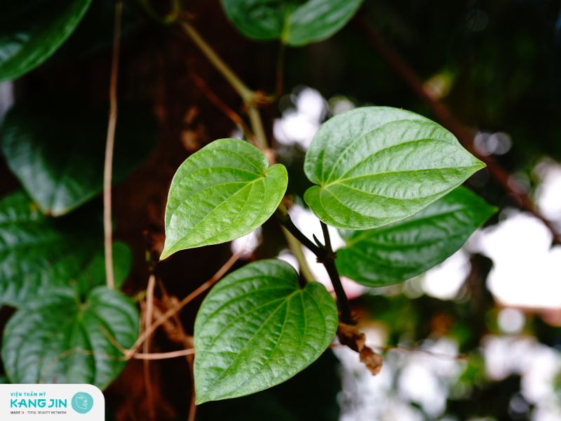 Cách làm nhỏ lỗ chân lông ở chân bằng lá trầu không