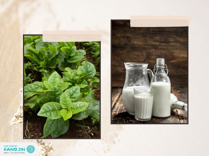 6 Lợi ích tuyệt vời của mặt nạ mồng tơi với sữa tươi không đường cho da