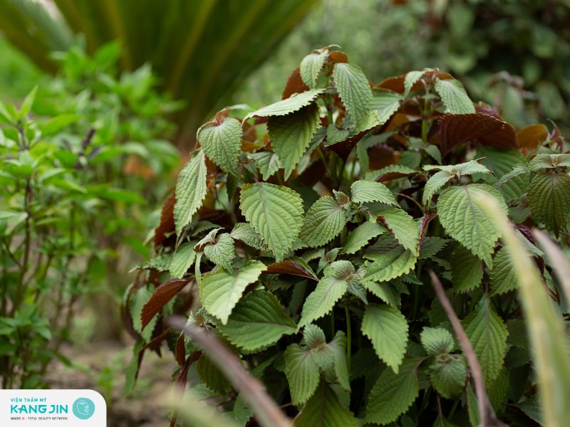 8 Cách đắp mặt bằng lá tía tô trị nám và giảm mụn tại nhà