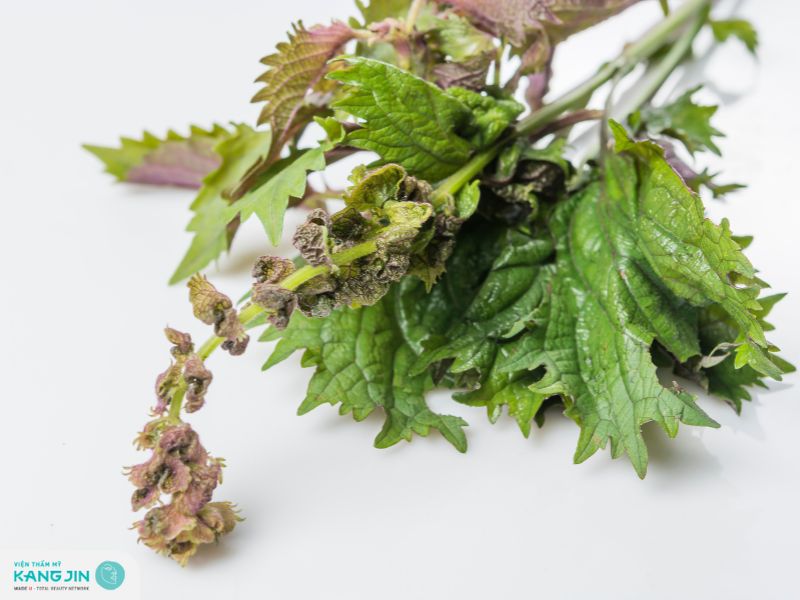 Loại bỏ mụn ẩn quanh mắt với lá tía tô