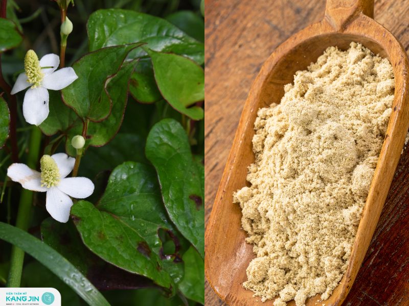 trị mụn bằng rau diếp cá có hiệu quả không