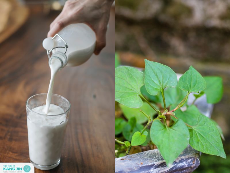 trị mụn bằng rau diếp cá có hiệu quả không