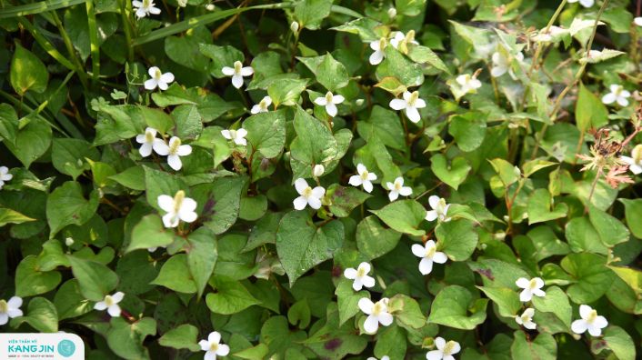 trị mụn bằng rau diếp cá có hiệu quả không