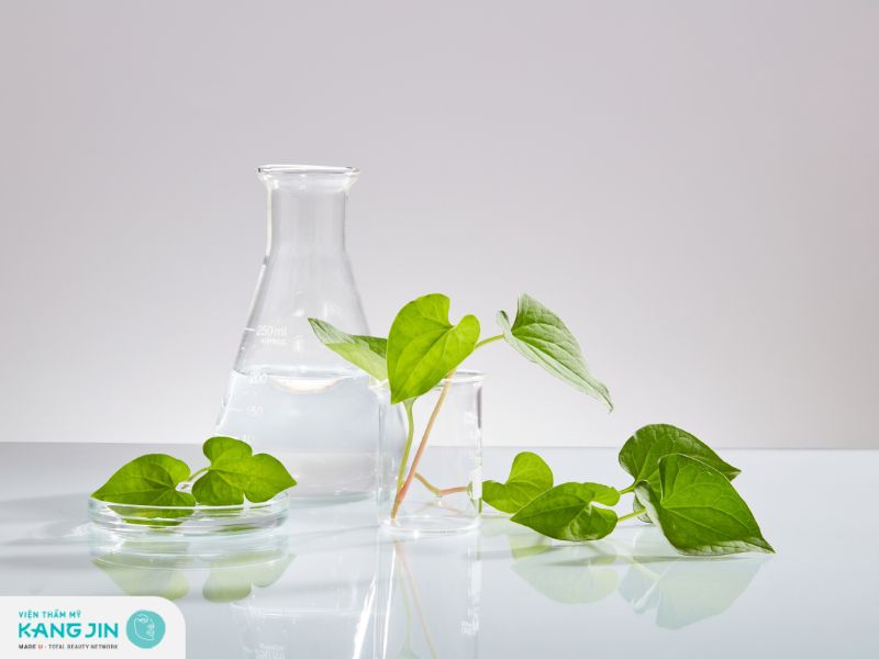 Trị mụn bằng rau diếp cá có hiệu quả không?