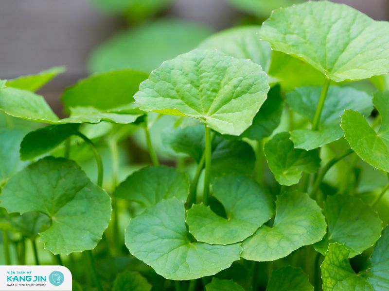 trị mụn nội tiết bằng rau má