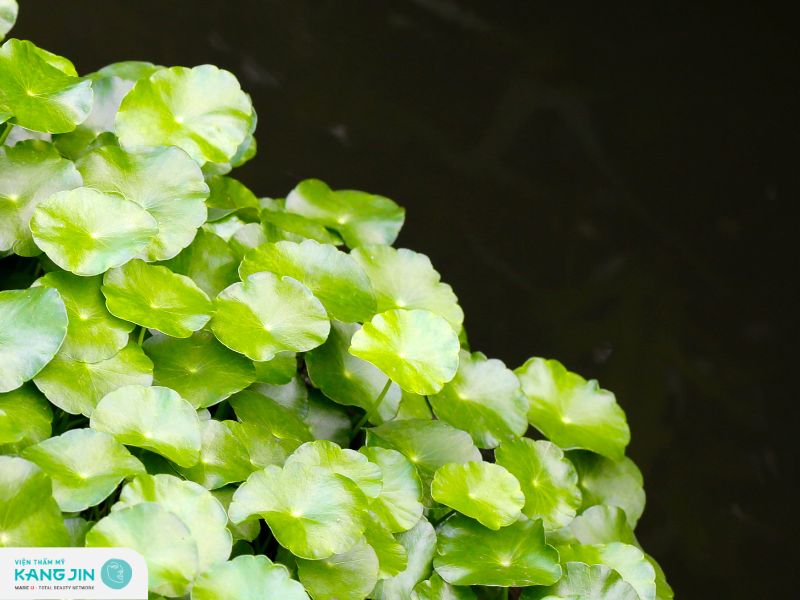 trị mụn nội tiết bằng rau má