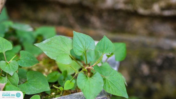 cách trị mụn bằng rau diếp cá