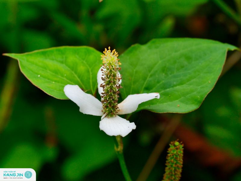 tác dụng của rau diếp cá đối với da mặt