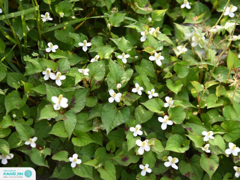 tác dụng của rau diếp cá đối với da mặt