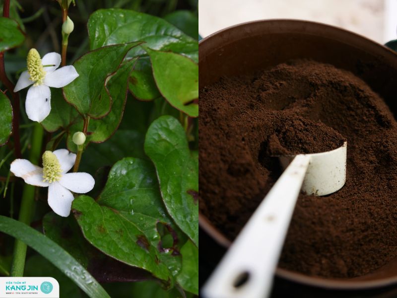 rau diếp cá và bột cà phê