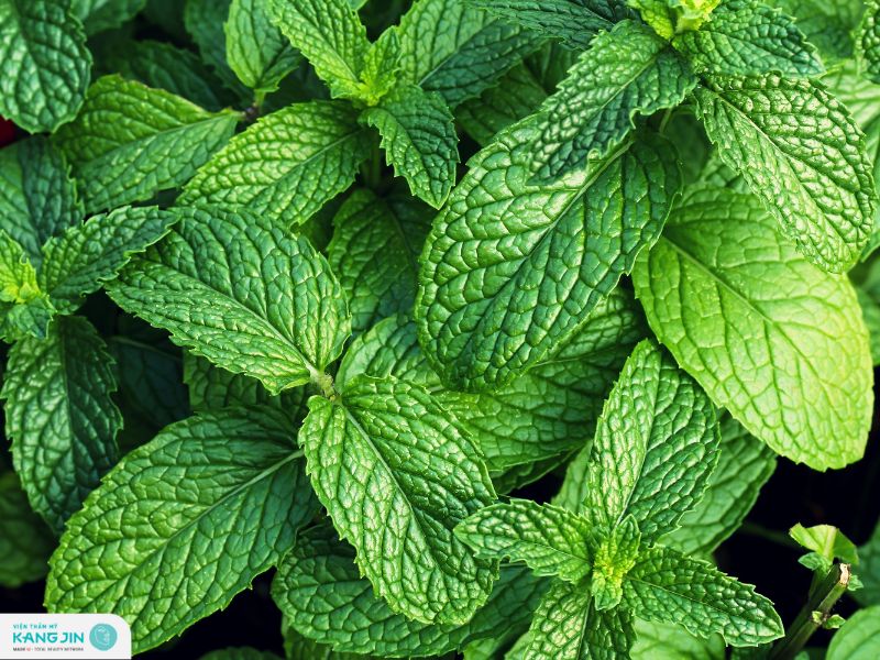 lá bạc hà