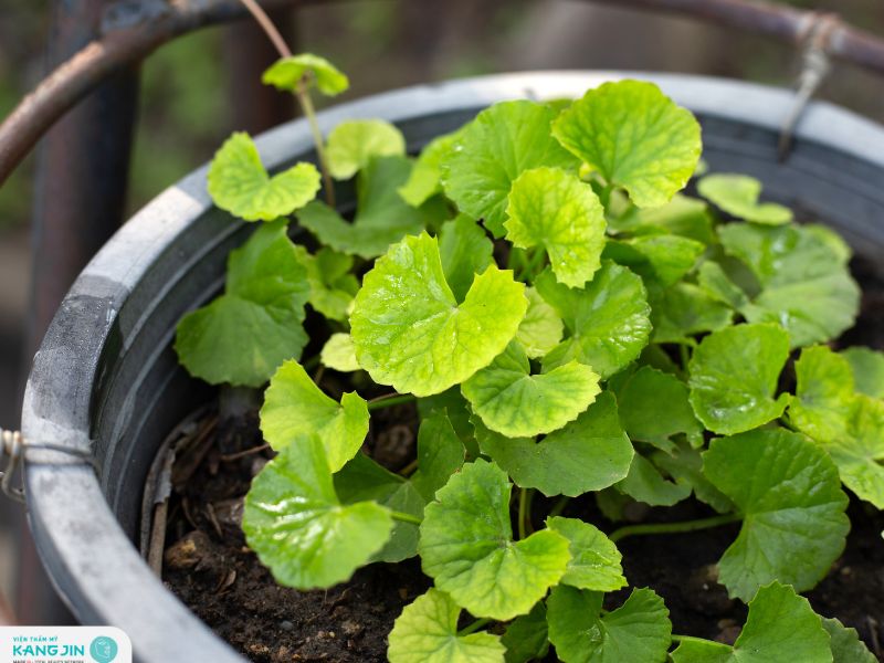 mặt nạ rau má có tác dụng gì