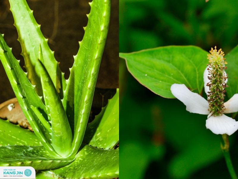 nha đam và rau diếp cá