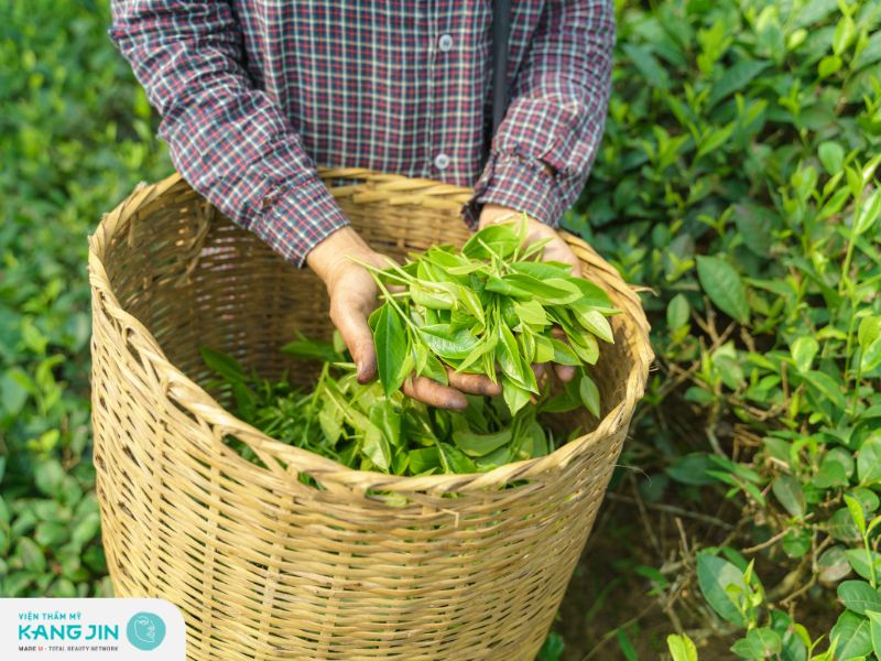 Tắm lá trà xanh để điều trị viêm da dị ứng