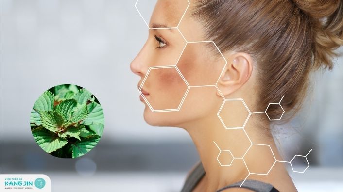 Mách bạn 5 cách trị nám bằng lá tía tô đơn giản, hiệu quả ngay tại nhà