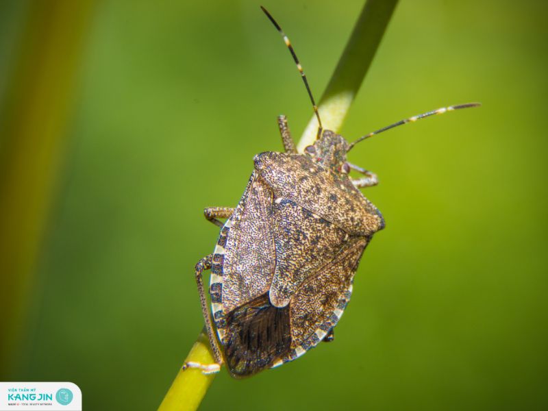 bị bọ xít đái vào da có sao không