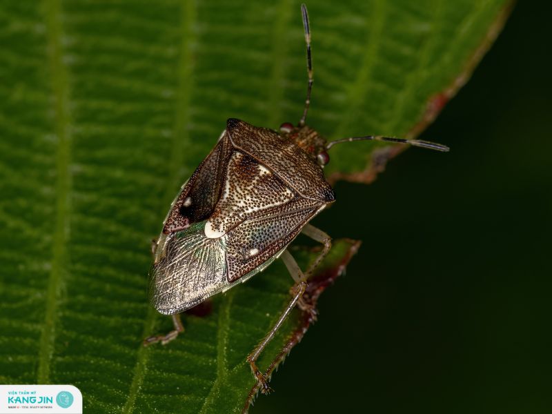 bị bọ xít đái vào da có sao không