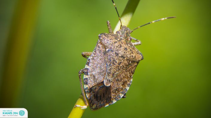 bị bọ xít đái vào da có sao không