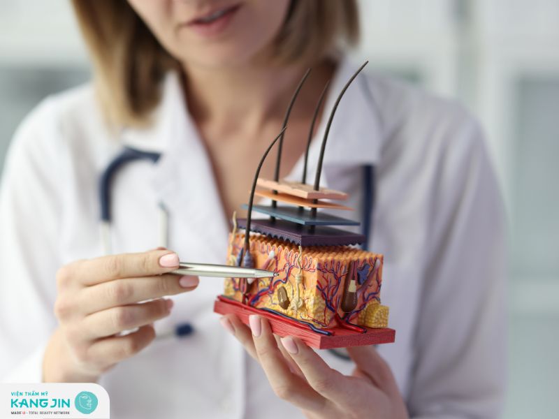 Cấu tạo và đặc điểm tế bào da của lớp biểu bì