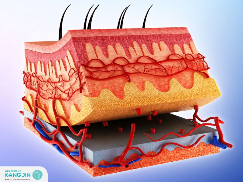Tìm hiểu cụ thể về cấu tạo và đặc điểm tế bào da