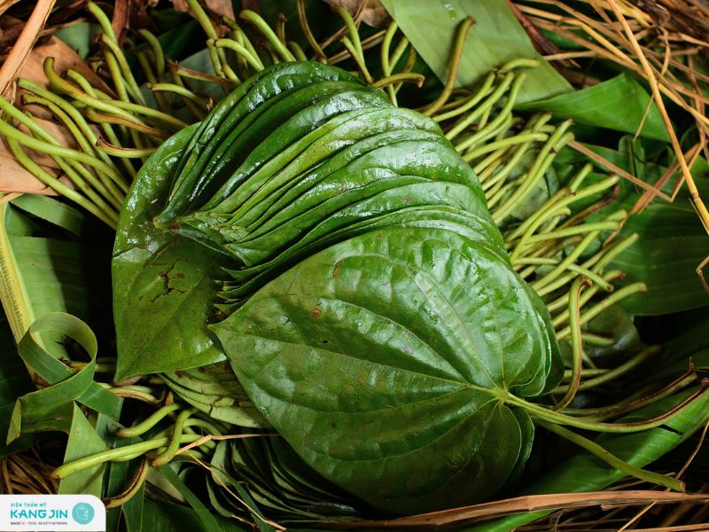 lá trầu không có tác dụng gì với da mặt