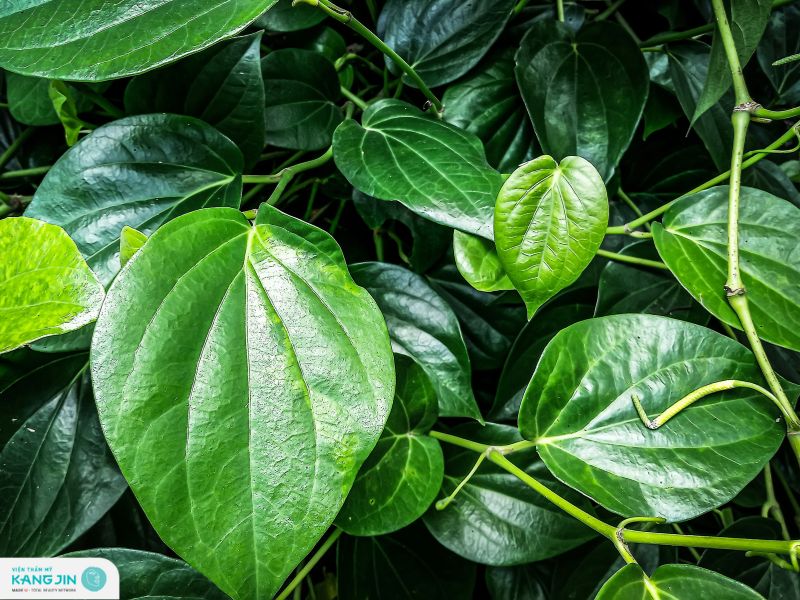 lá trầu không có tác dụng gì với da mặt