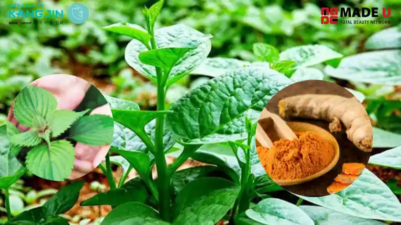 Rau mồng tơi + bột nghệ + lá tía tô giúp mờ nám, tái tạo làn da