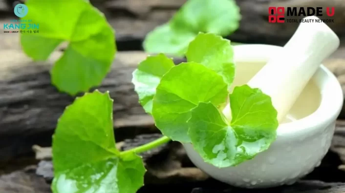 trị nám bằng rau má